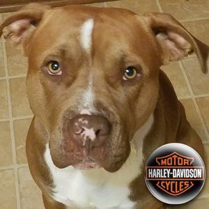 Meet your Posher, Harlie